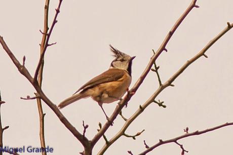POR LARRA PIRINEO NAVAVARRO-CHOVAS,PIQUITUERTOS Y ALIMOCHES EN LUMBIER