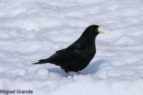 POR LARRA PIRINEO NAVAVARRO-CHOVAS,PIQUITUERTOS Y ALIMOCHES EN LUMBIER