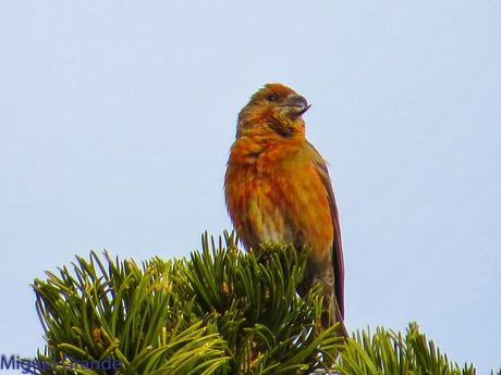 POR LARRA PIRINEO NAVAVARRO-CHOVAS,PIQUITUERTOS Y ALIMOCHES EN LUMBIER
