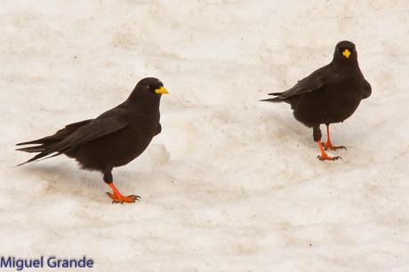 POR LARRA PIRINEO NAVAVARRO-CHOVAS,PIQUITUERTOS Y ALIMOCHES EN LUMBIER