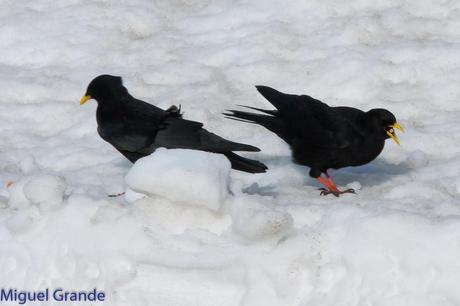 POR LARRA PIRINEO NAVAVARRO-CHOVAS,PIQUITUERTOS Y ALIMOCHES EN LUMBIER