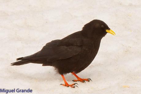 POR LARRA PIRINEO NAVAVARRO-CHOVAS,PIQUITUERTOS Y ALIMOCHES EN LUMBIER