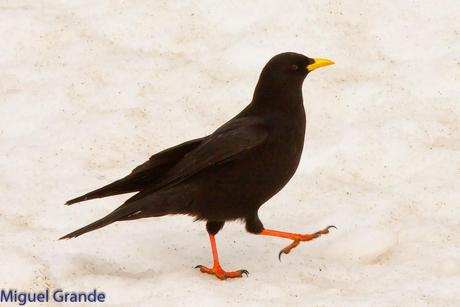POR LARRA PIRINEO NAVAVARRO-CHOVAS,PIQUITUERTOS Y ALIMOCHES EN LUMBIER