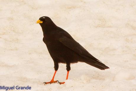 POR LARRA PIRINEO NAVAVARRO-CHOVAS,PIQUITUERTOS Y ALIMOCHES EN LUMBIER