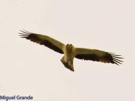 POR LARRA PIRINEO NAVAVARRO-CHOVAS,PIQUITUERTOS Y ALIMOCHES EN LUMBIER