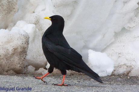 POR LARRA PIRINEO NAVAVARRO-CHOVAS,PIQUITUERTOS Y ALIMOCHES EN LUMBIER