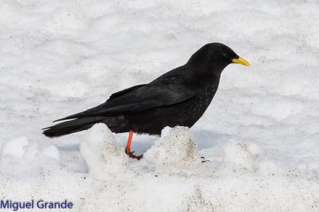 POR LARRA PIRINEO NAVAVARRO-CHOVAS,PIQUITUERTOS Y ALIMOCHES EN LUMBIER