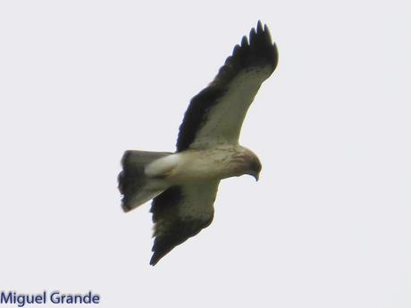 POR LARRA PIRINEO NAVAVARRO-CHOVAS,PIQUITUERTOS Y ALIMOCHES EN LUMBIER