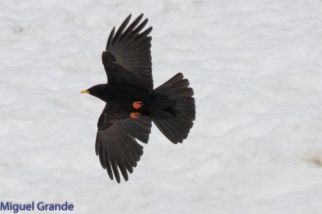 POR LARRA PIRINEO NAVAVARRO-CHOVAS,PIQUITUERTOS Y ALIMOCHES EN LUMBIER