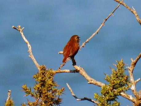 Chochines a pleno pulmón
