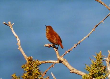 Chochines a pleno pulmón