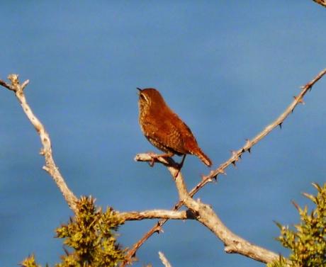 Chochines a pleno pulmón