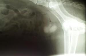 Los cálculos en tu perro y su nutrición Calculos-300