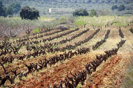 Celler La Muntanya 1