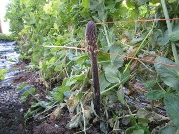 Cultivo de los habines: