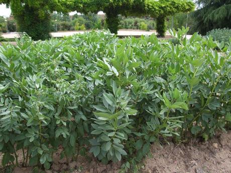 Cultivo de los habines: