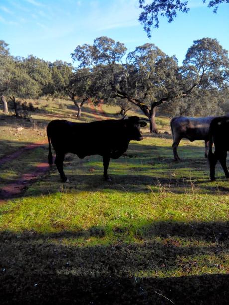 Desparasitado animal: