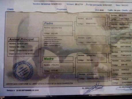 Libro genealogico de un vacuno.