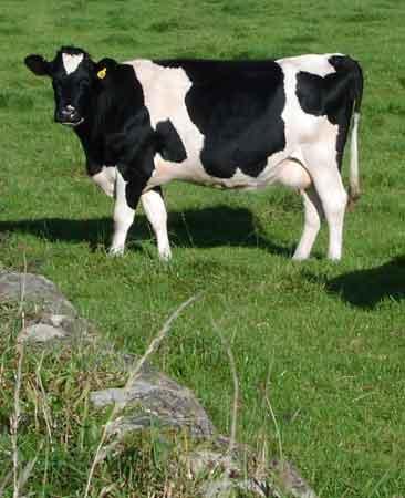 IBR: Rinotraqueitis infeciosa bovina