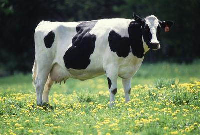 IBR: Rinotraqueitis infeciosa bovina