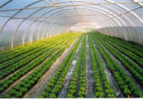 Cultivo hidropónico II: ventajas e inconvenientes.