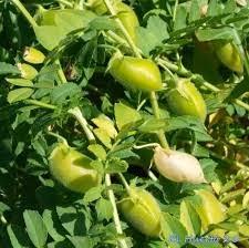 Siembra de garbanzos.