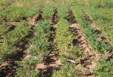 Siembra de garbanzos.