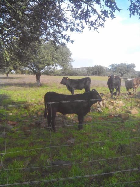 Consanguinidad: problemas en las ganaderias.