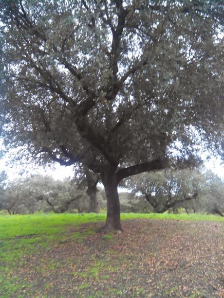 La Encina, siembra de una bellota