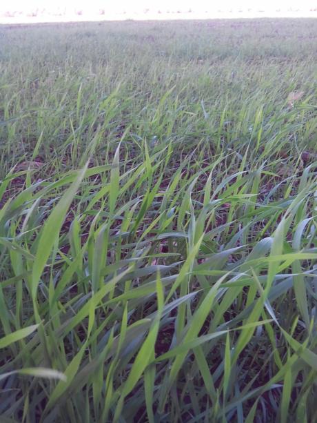 Incorporación de nitratos y ureas...