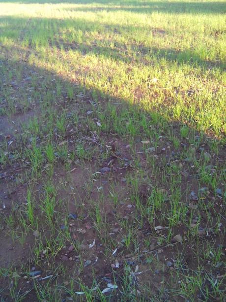 Incorporación de nitratos y ureas... Incorporación de nitratos y ureas...