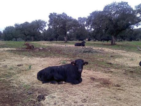 Vacas torinas: vaca adoptiva