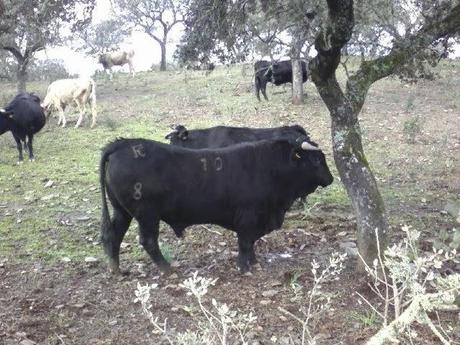 Siglas de una ganaderia