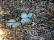 adopción aves, parasitismo entre congéneres