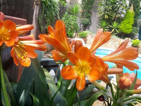 Mi jardin empieza a despertar!   /   My garden is beginning to wake up!