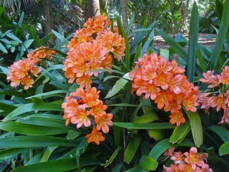 Mi jardin empieza a despertar!   /   My garden is beginning to wake up!