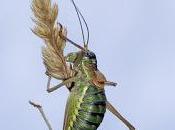 Steropleurus catalaunicus (Bolívar, 1898) Grillo matorral, chicharra