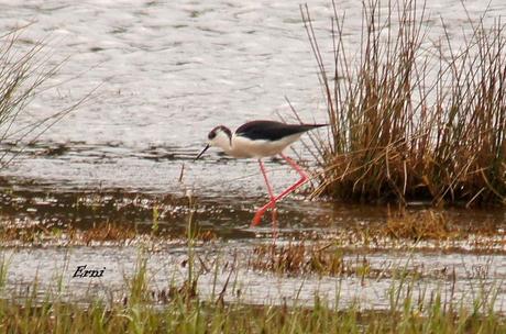 DE CIGÜEÑAS Y CIGÜEÑUELAS