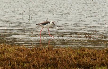DE CIGÜEÑAS Y CIGÜEÑUELAS