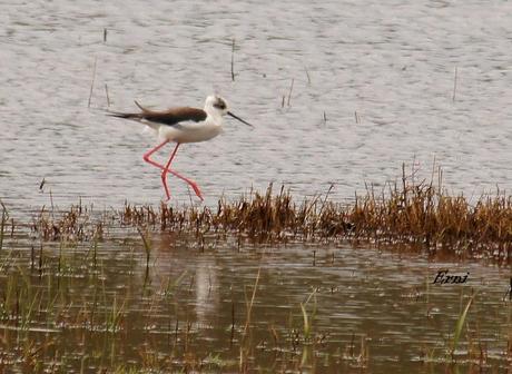 DE CIGÜEÑAS Y CIGÜEÑUELAS
