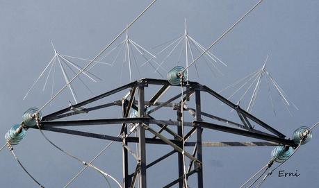 DE CIGÜEÑAS Y CIGÜEÑUELAS