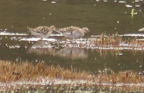 DE CIGÜEÑAS Y CIGÜEÑUELAS