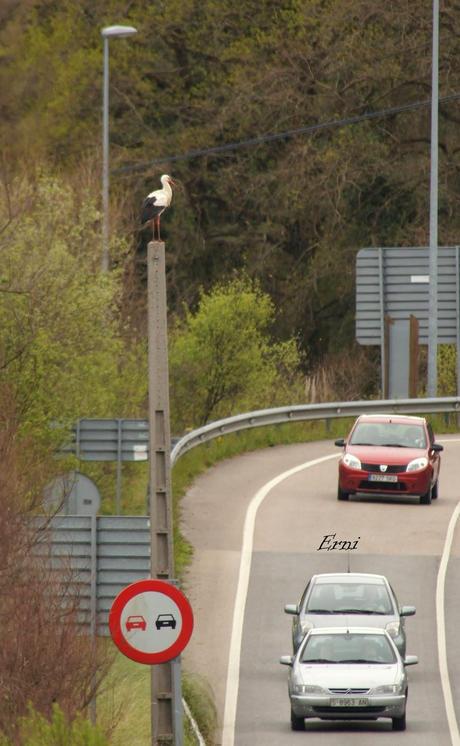 DE CIGÜEÑAS Y CIGÜEÑUELAS