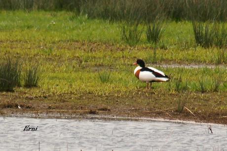 DE CIGÜEÑAS Y CIGÜEÑUELAS