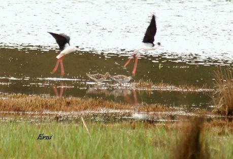 DE CIGÜEÑAS Y CIGÜEÑUELAS
