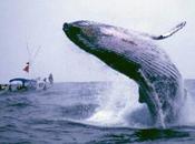 Fallo histórico ordena Japón detener caza ballenas