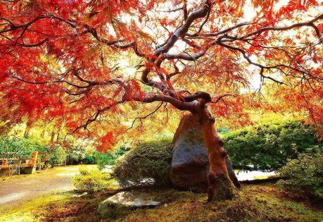 El puente de los cerezos, Blanca Álvarez