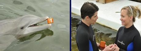 ¿Quieres casarte conmigo ?