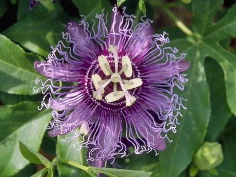 Crema de pasiflora de B&T (review)