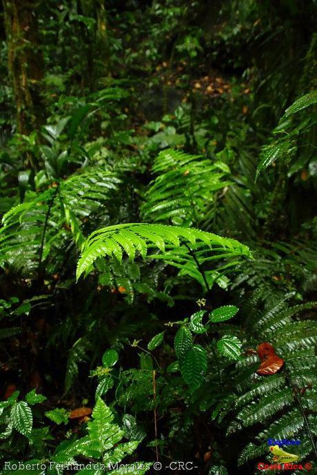 Refugio de Vida Silvestre La Marta -Senderos- (Pejibaye de Jiménez de Cartago)